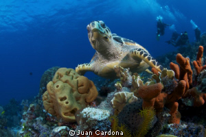 sea turtle & divers by Juan Cardona 